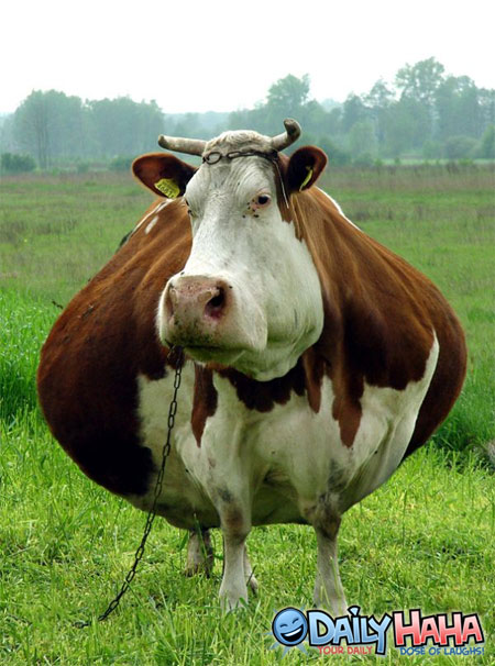 fat_cow